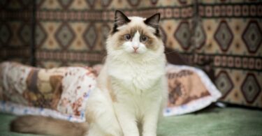 Cats Become Domesticated