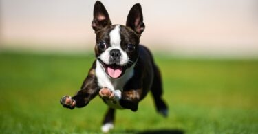 Why Hasn't My Puppy Pooped