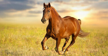 how long can a horse run