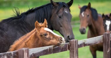 How Long Do Horses Live