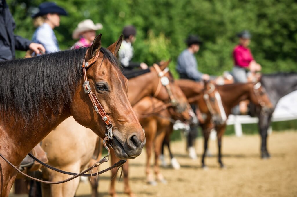 how much does a horse cost