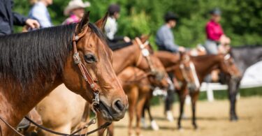 how much does a horse cost