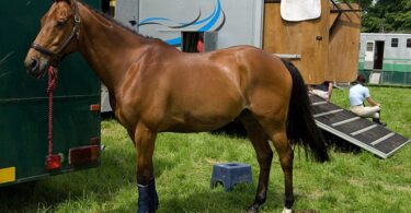 how much does a horse weigh