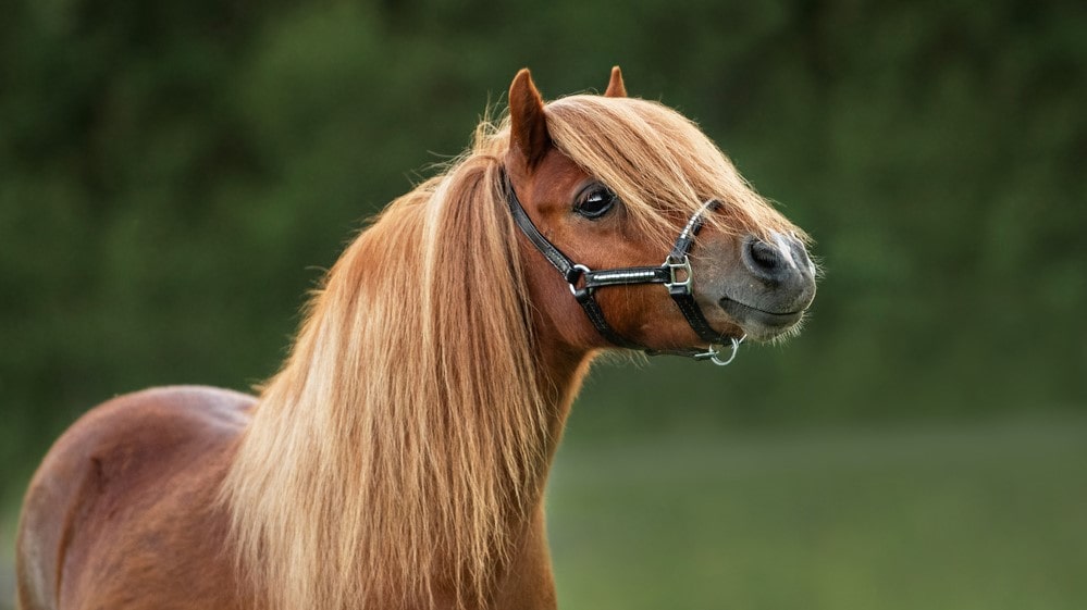 how much does a pony cost