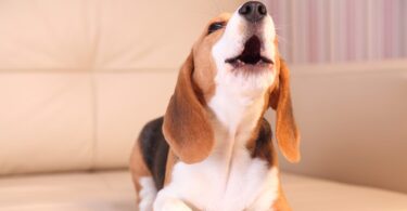 how to get puppy to stop barking