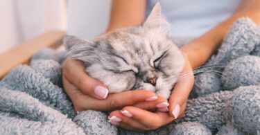 how to make a cat come to you