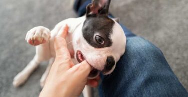 how to stop a dog from jumping and nipping