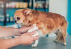 how to treat a limping dog at home