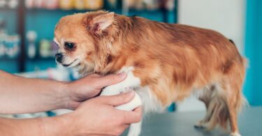 how to treat a limping dog at home